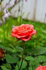Pink rose in the garden