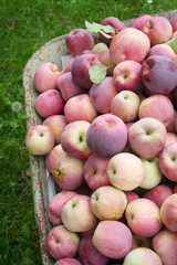 mele in carriola_ raccolto