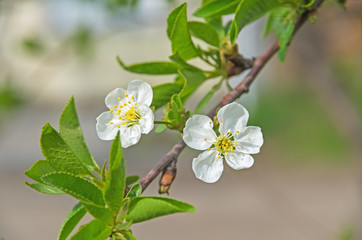 Cherry flower