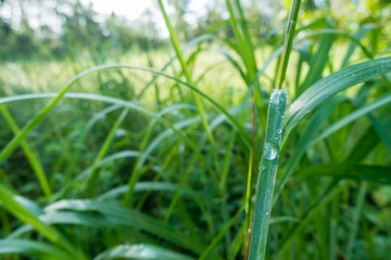 dew on grass
