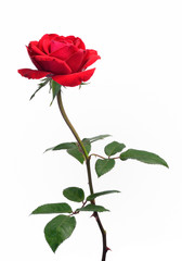 Fototapeta premium beautiful red rose isolated on white background