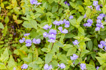 Obraz na płótnie Canvas Beautiful blue flowers in the garden