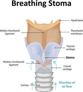 Breathing Stoma
