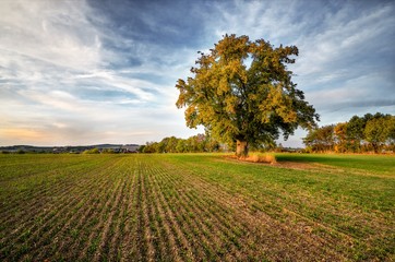 Lonely beautiful autumn tree