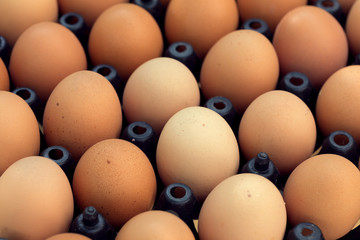 fresh organic eggs from chicken farm agriculture for sale at the