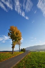 Lonely autumn tree