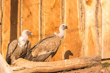 Geier - Greifvogel