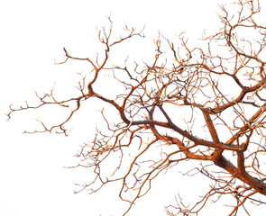 Bare branches of a tree isolated on white background