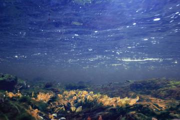 Fototapeta na wymiar Underwater in a mountain river