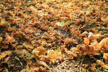 Autumn texture of yellow fallen leaves