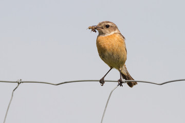 feeding stonechat