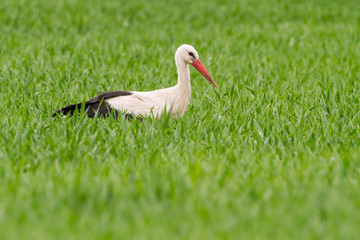 a white stork in a meadow