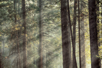 Yosemite pines in sunlight