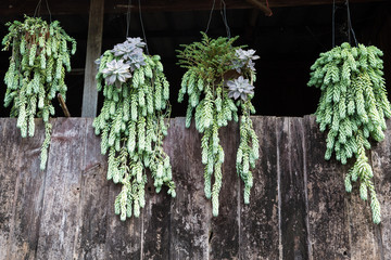 Flowers in the pots hanging on the outer wall of home and the old wooden with moss