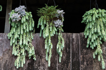 Flowers in the pots hanging on the outer wall of home and the old wooden with moss