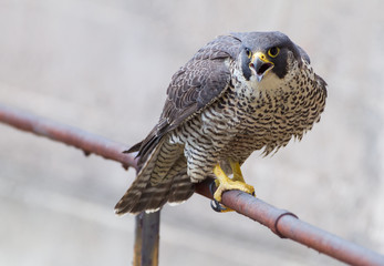 adult peregrine