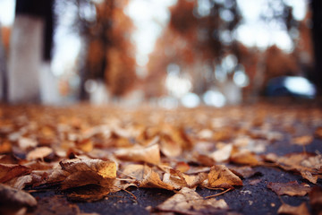 background autumn leaves in the park, nature