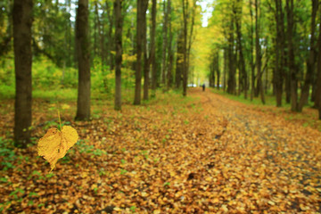 background trees in the forest