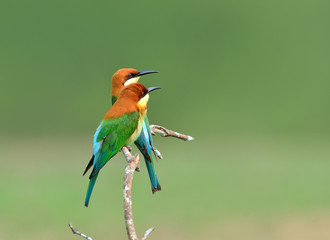 Bird (Chestnut-headed Bee-eaters) , Thailand