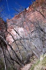 The Grotto Trail Landscape in beautiful Zion National Park, Utah USA