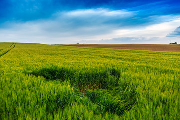 Green wheat field and blue sky