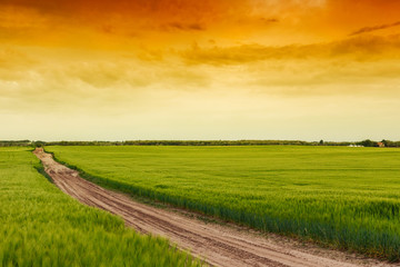 Summer landscape with green grass, road
