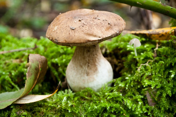 bolet dans la forêt sur tapis de mousse