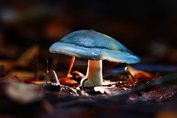 small poisonous mushroom, magic picture