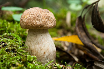 bolet dans la forêt sur tapis de mousse