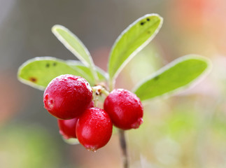 Closeup of a branch of lingon berriy
