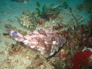 Feilenfisch