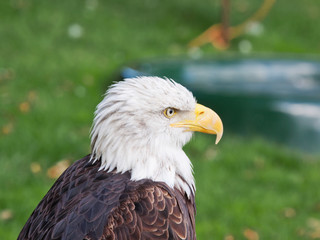 An adult male Bald Eagle ( Haliaeetus leucocephalus ), the national bird of America