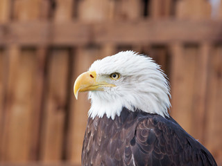 An adult female Bald Eagle ( Haliaeetus leucocephalus ), the national bird of the USA