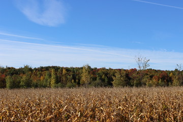 Fall foliage landscape