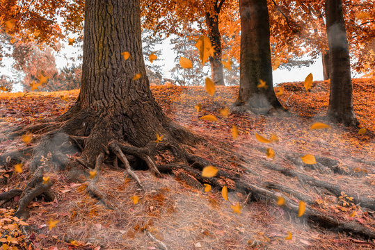 Goldener Hebst im Wald 