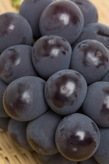  	ブドウ　ニューピオーネ