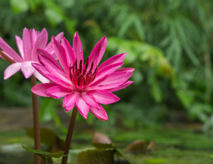 closeup pink lotus flowers in pond selective focus