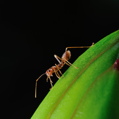 close up ant in black background