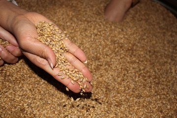barley taken by a woman