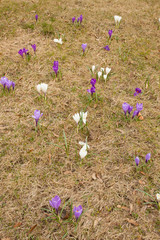 Crocus flowers on grass