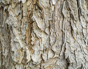 tree bark texture backgroun
