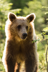 Fototapeta premium Wild brown bears in forest