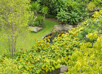 green garden in home on top view