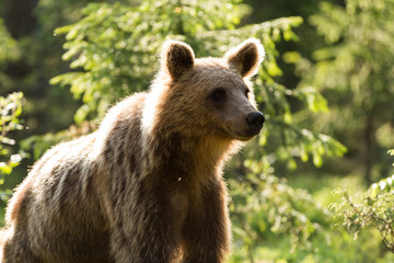Fototapeta premium Wild brown bears in forest