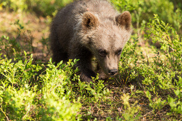 Wild brown bears in forest