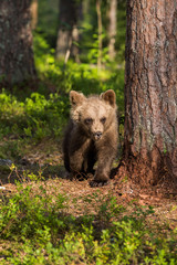 Wild brown bears in forest