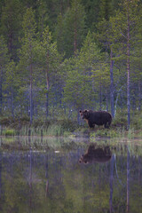 Wild brown bears in forest