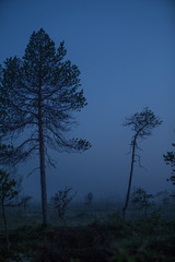 Obraz premium Dark and gloomy forest and river side with mist