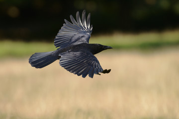 Fototapeta premium Carrion Crow, Corvus corone