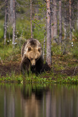 Wild brown bears in forest